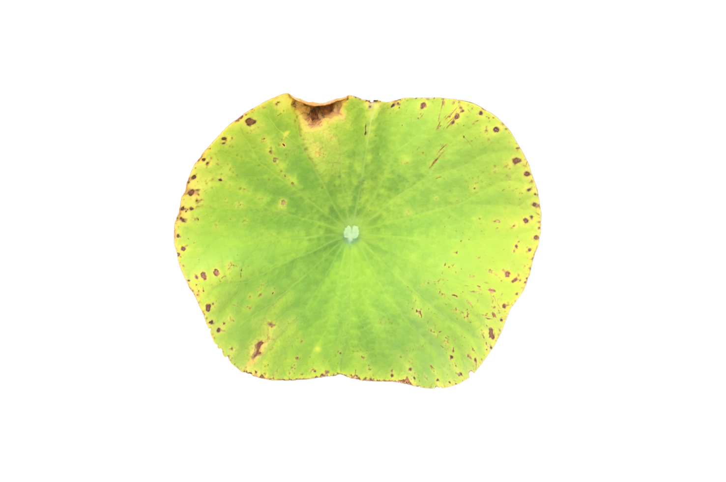 Isolated waterlily or lotus plant with clipping paths. png