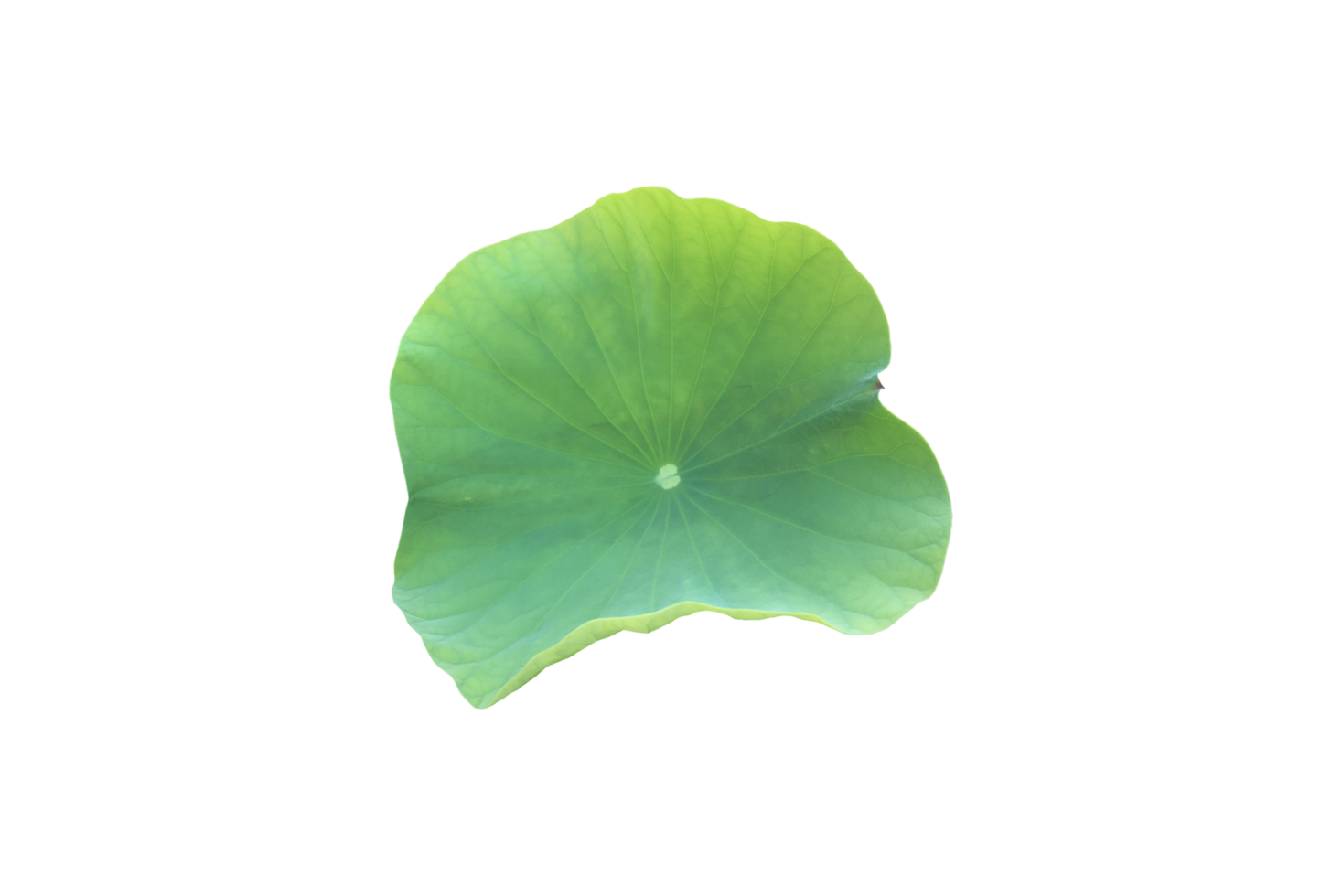 Isolated waterlily or lotus plant with clipping paths. png