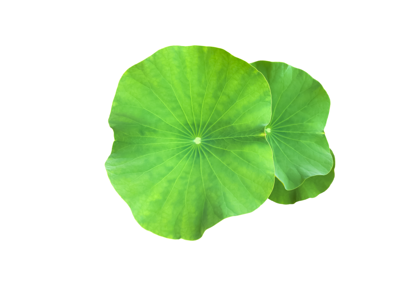 Isolated waterlily or lotus plant with clipping paths. png