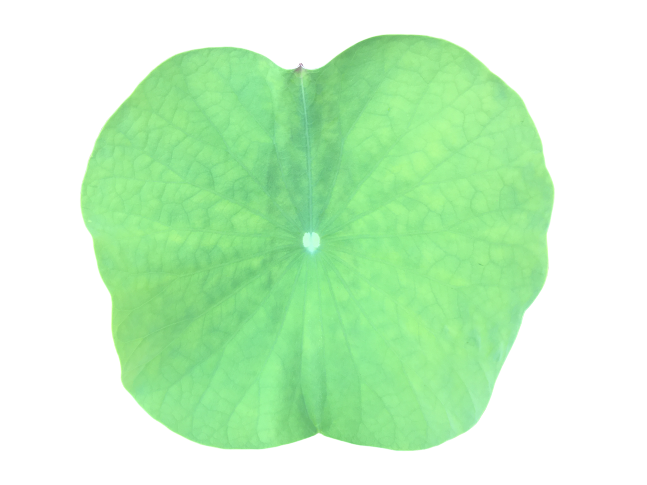 Isolated waterlily or lotus plant with clipping paths. png