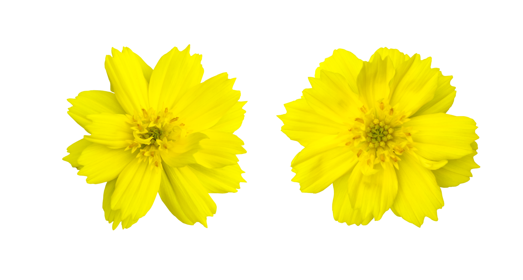 fiore di cosmo giallo isolato con tracciati di ritaglio. png