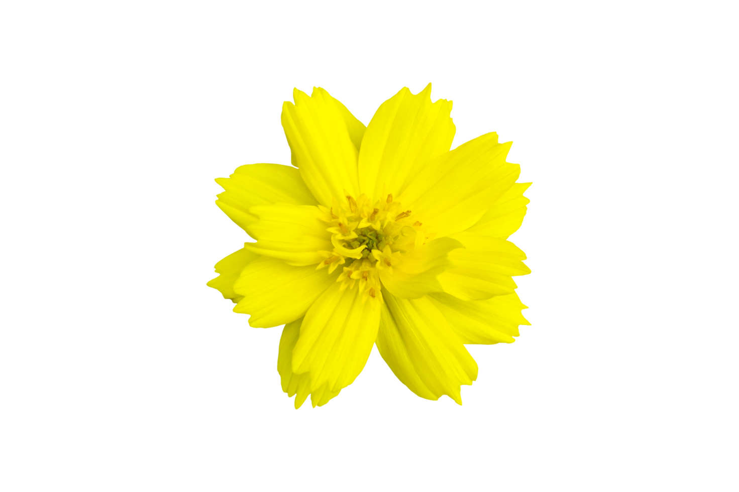 flor de cosmos amarilla aislada con fondo transparente. png