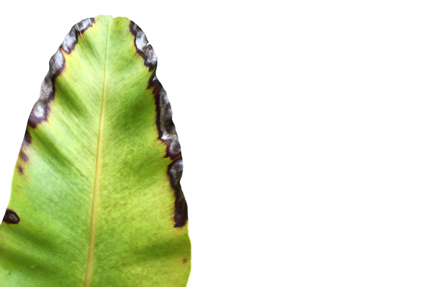 isolated Asplenium nidus leaf or bird net fern leaf with clipping paths. png