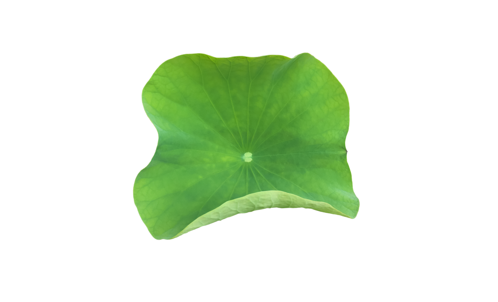 Isolated waterlily or lotus plant with clipping paths. png
