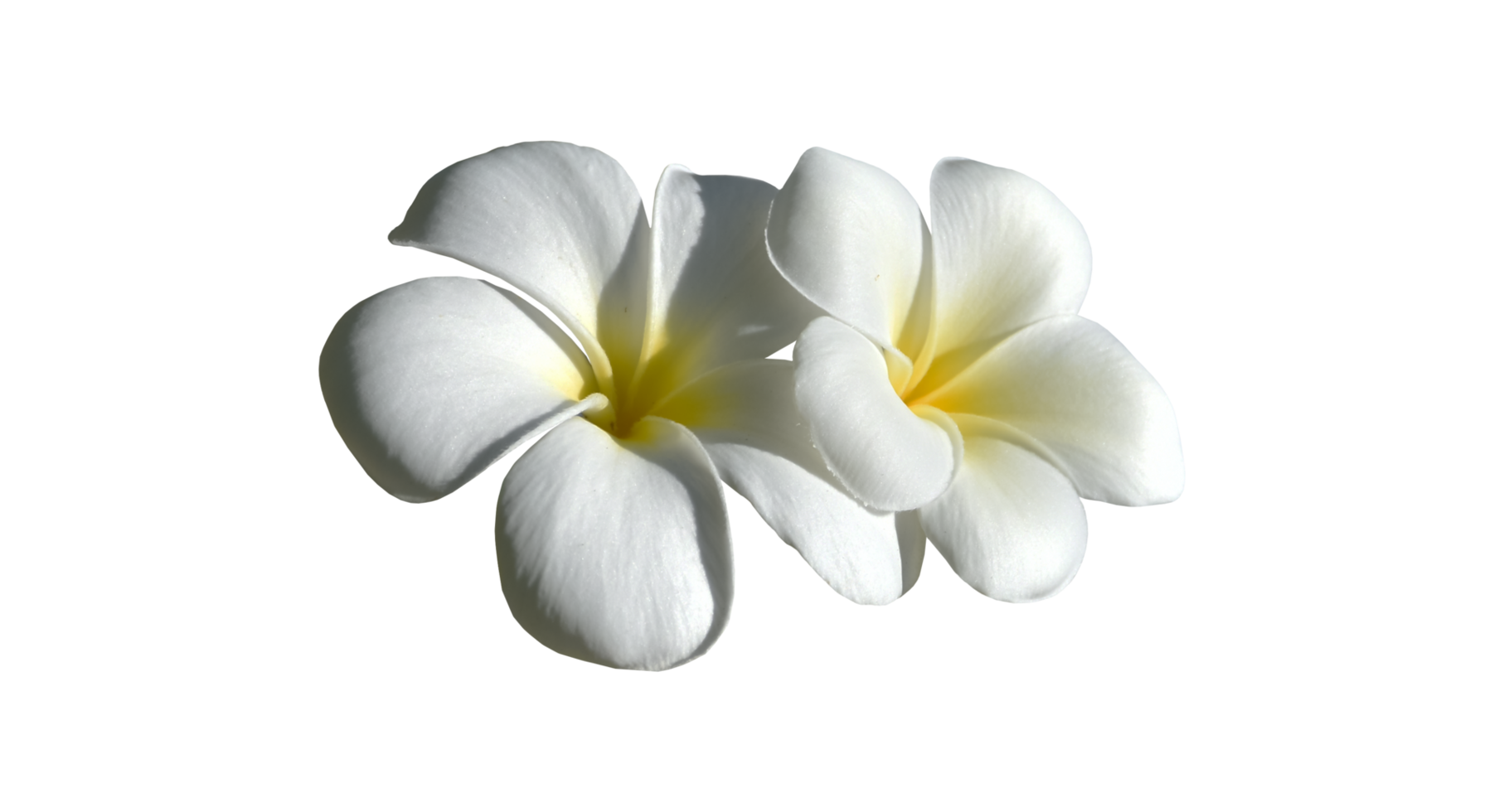 Isolated white plumeria flower with transparent background. png