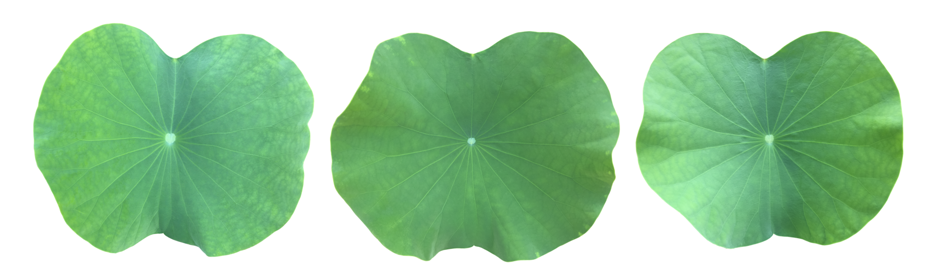 Isolated waterlily or lotus plant with clipping paths. png