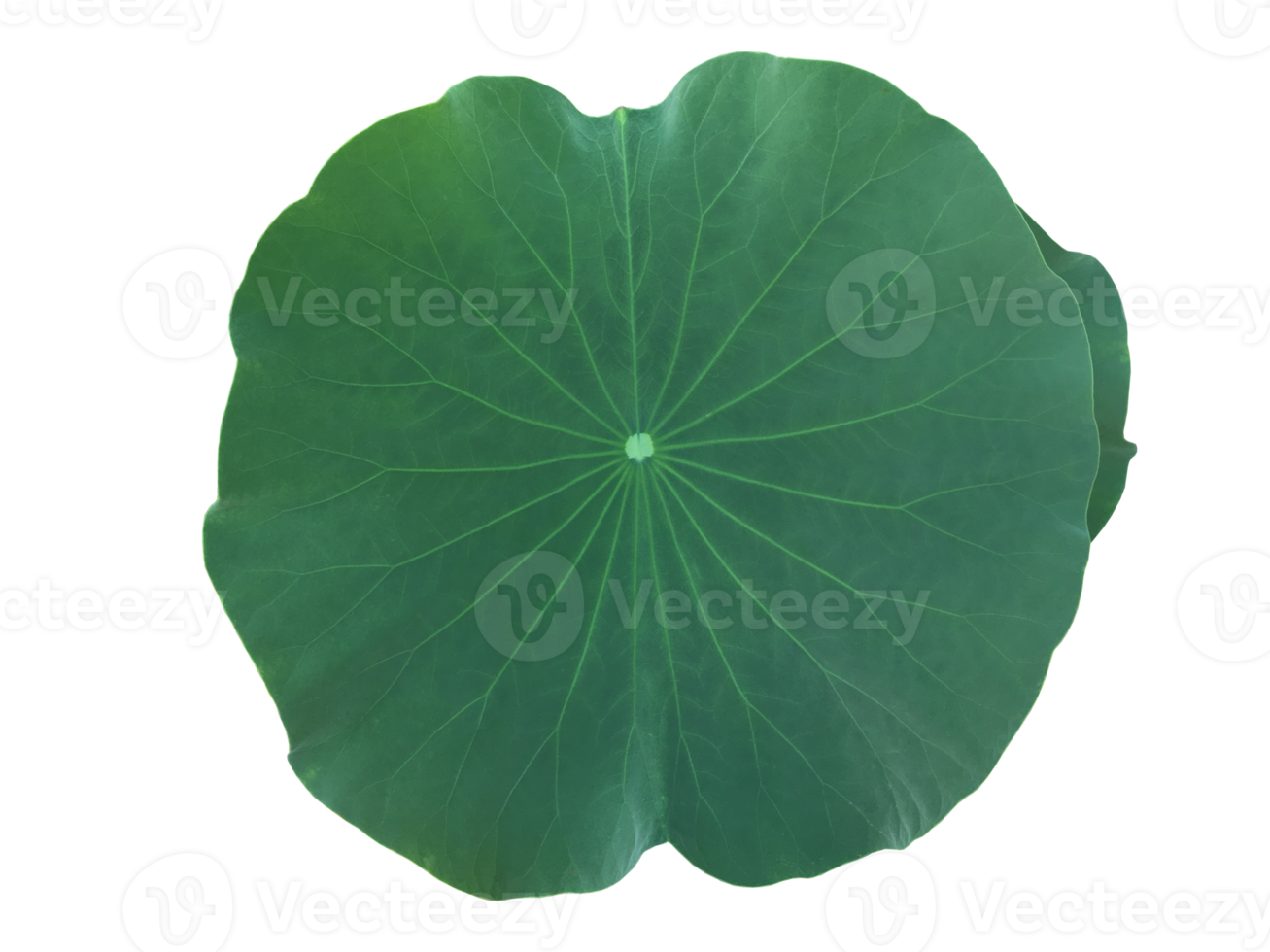 Isolated waterlily or lotus plant with clipping paths. png