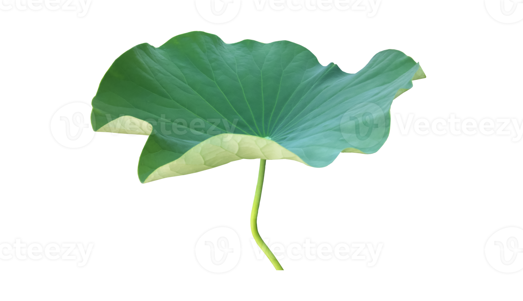 Isolated waterlily or lotus plant with clipping paths. png