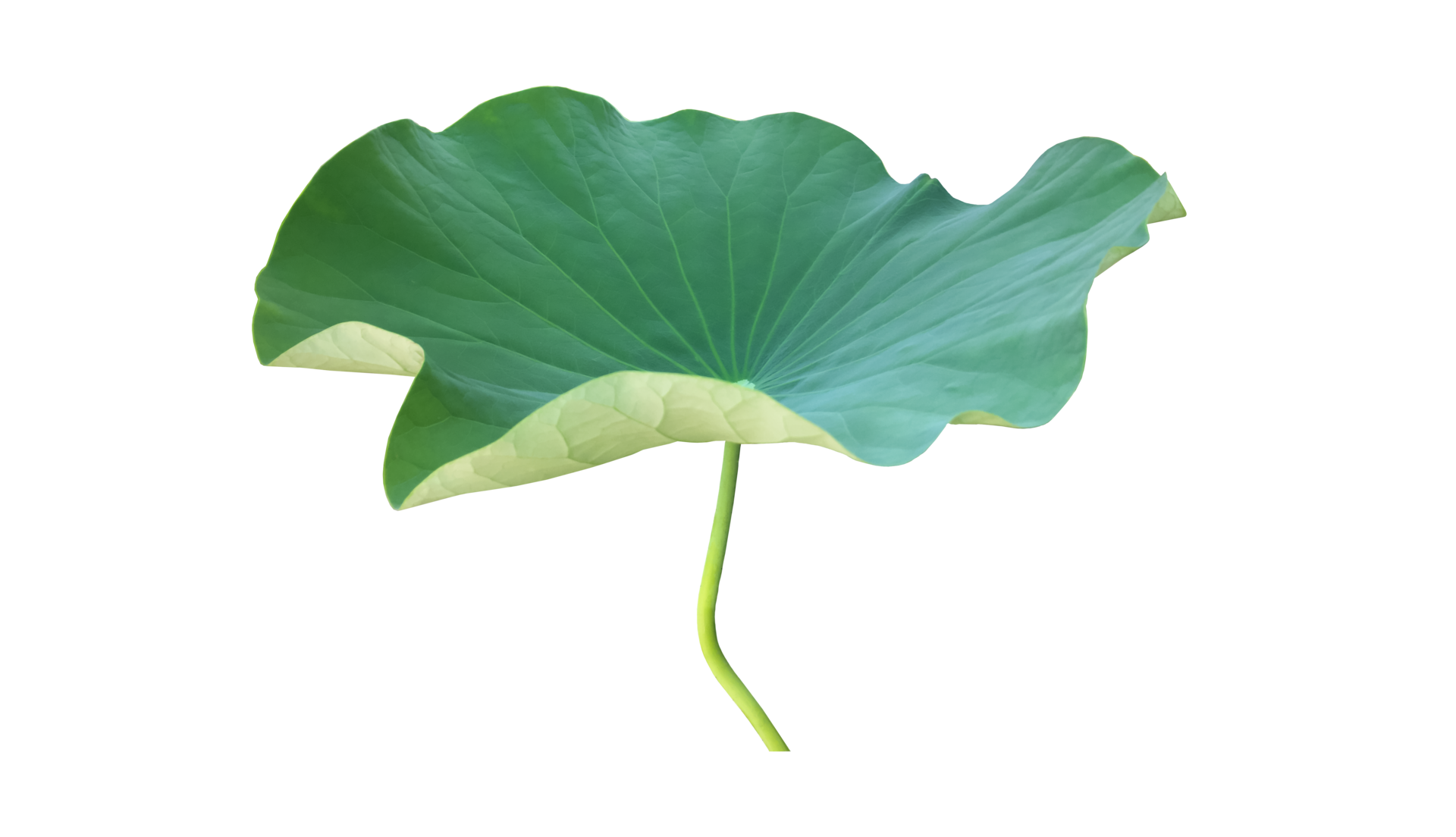 isolated-waterlily-or-lotus-plant-with-clipping-paths-12023531-png