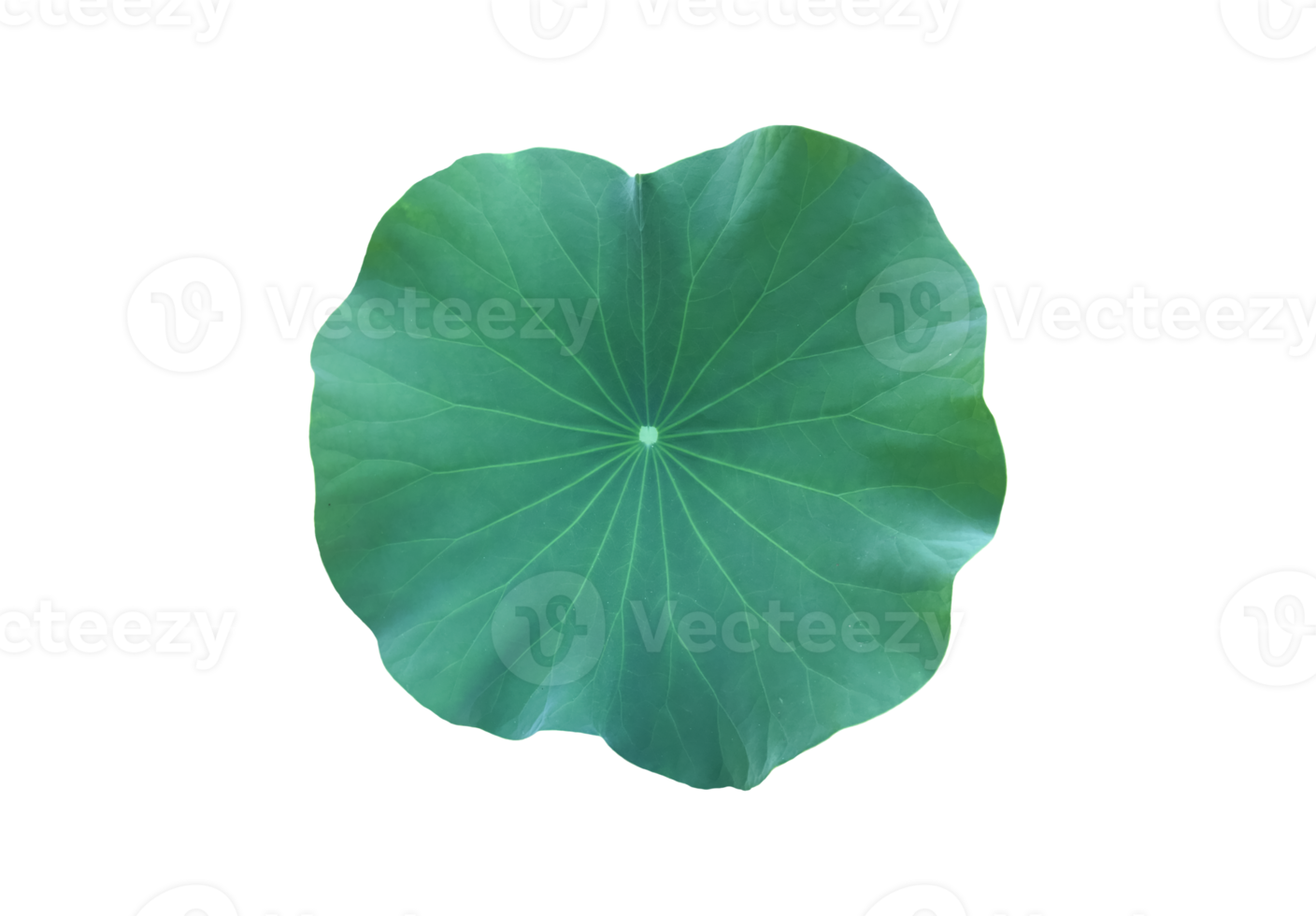 Isolated waterlily or lotus plant with clipping paths. png