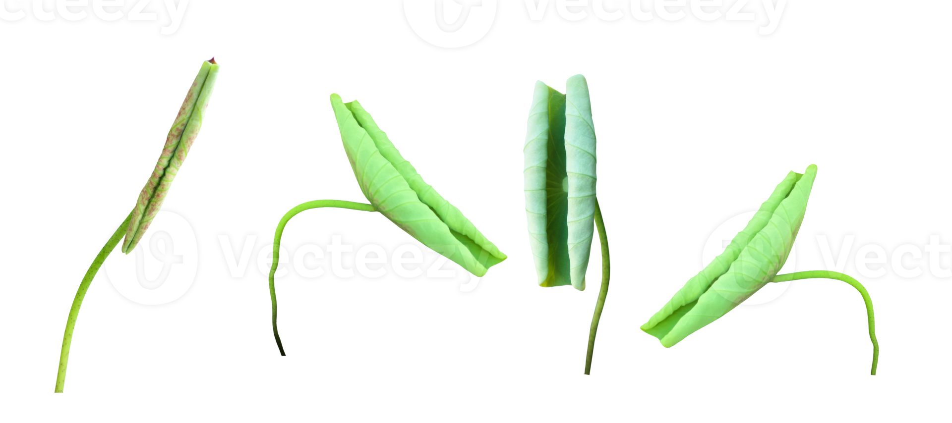 Isolated waterlily or lotus plant with clipping paths. png