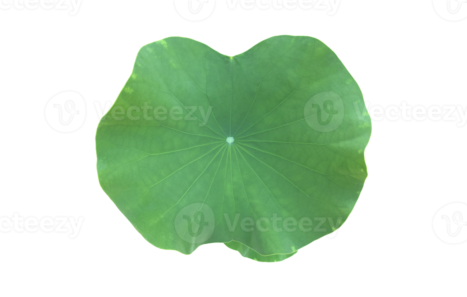 Isolated waterlily or lotus plant with clipping paths. png