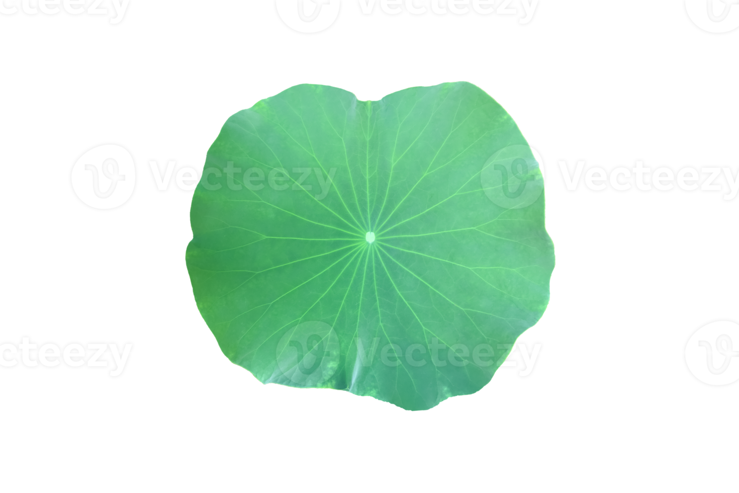 Isolated waterlily or lotus plant with clipping paths. png