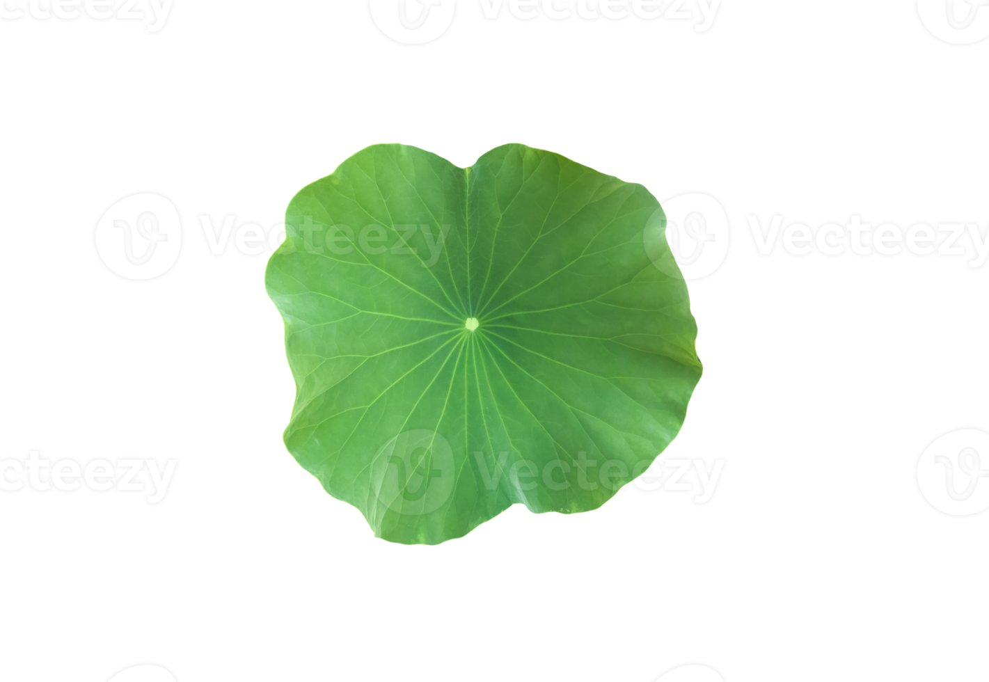 Isolated waterlily or lotus plant with clipping paths. png