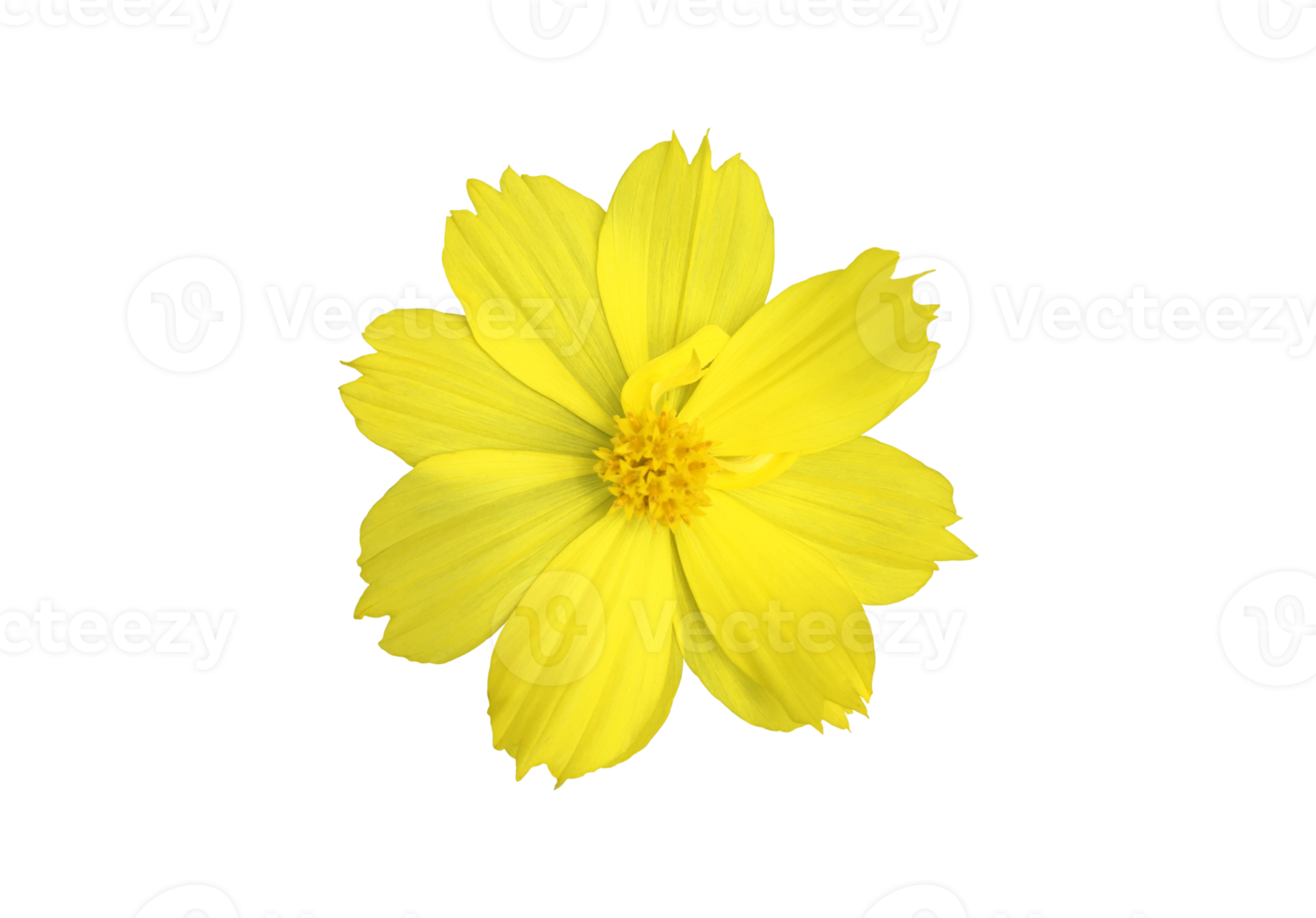 flor de cosmos amarelo isolado com fundo transparente. png