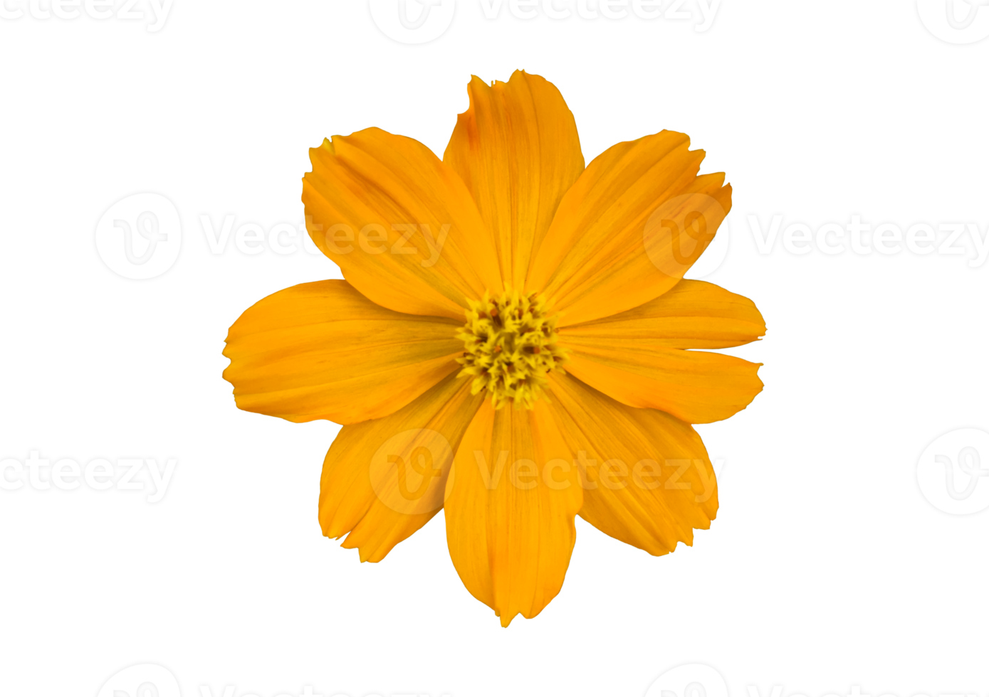 isolierte gelbe Kosmosblume mit transparentem Hintergrund. png