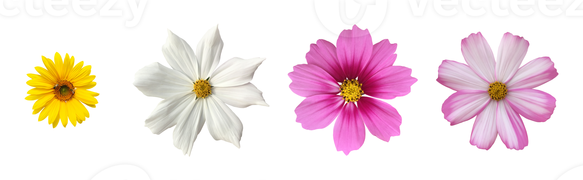 isolated cosmos flower with transparent background. png