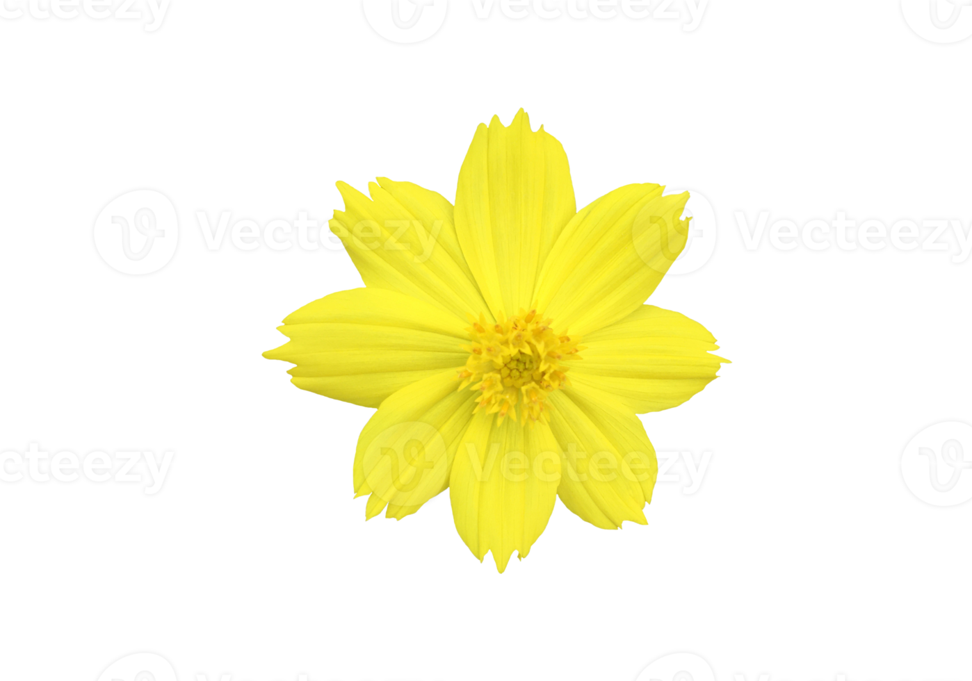 Isolated yellow cosmos flower with transparent background. png