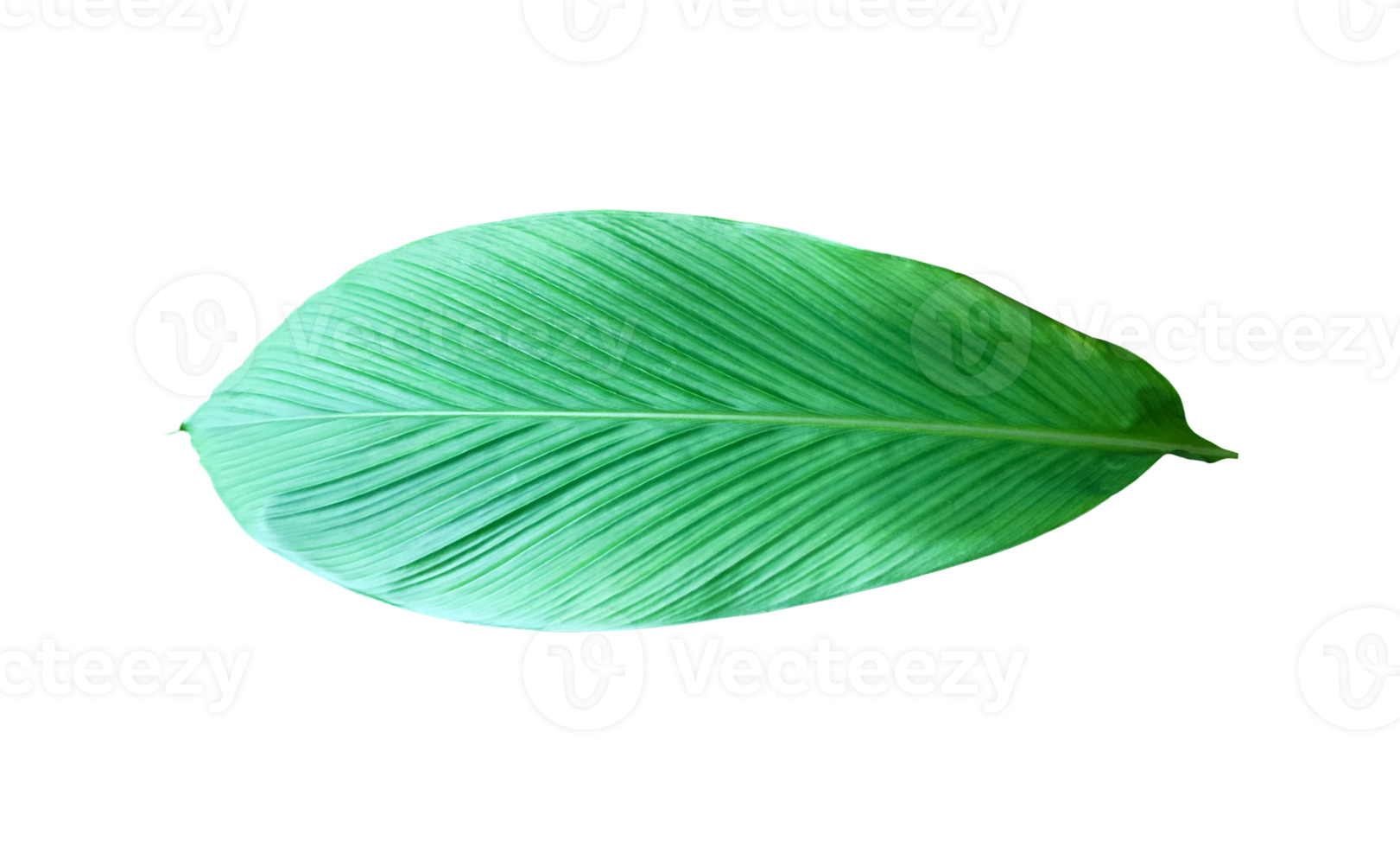 Isolated turmeric leaf with clipping paths. png