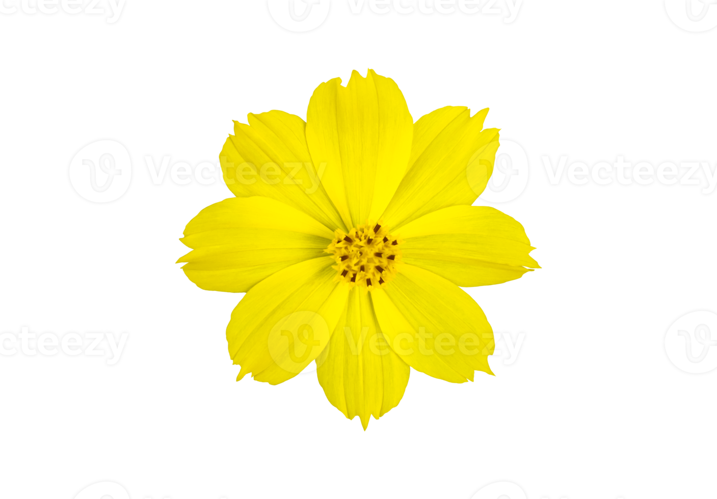 fiore di cosmo giallo isolato con tracciati di ritaglio. png