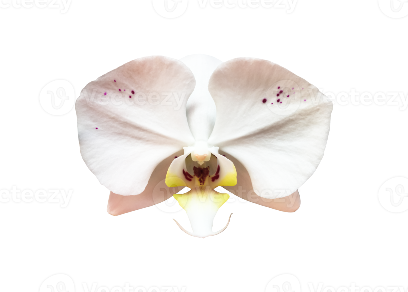 isolated vanda orchid flower with clipping paths. png