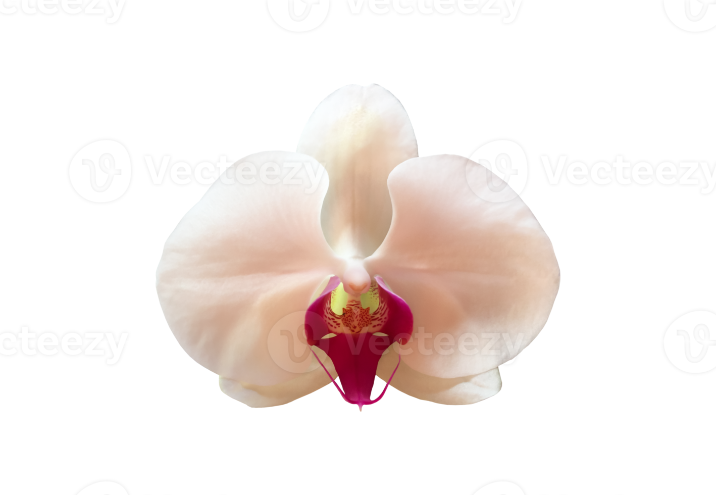 Free fleur d'orchidée vanda isolée avec des chemins de détourage. 12023560  PNG with Transparent Background