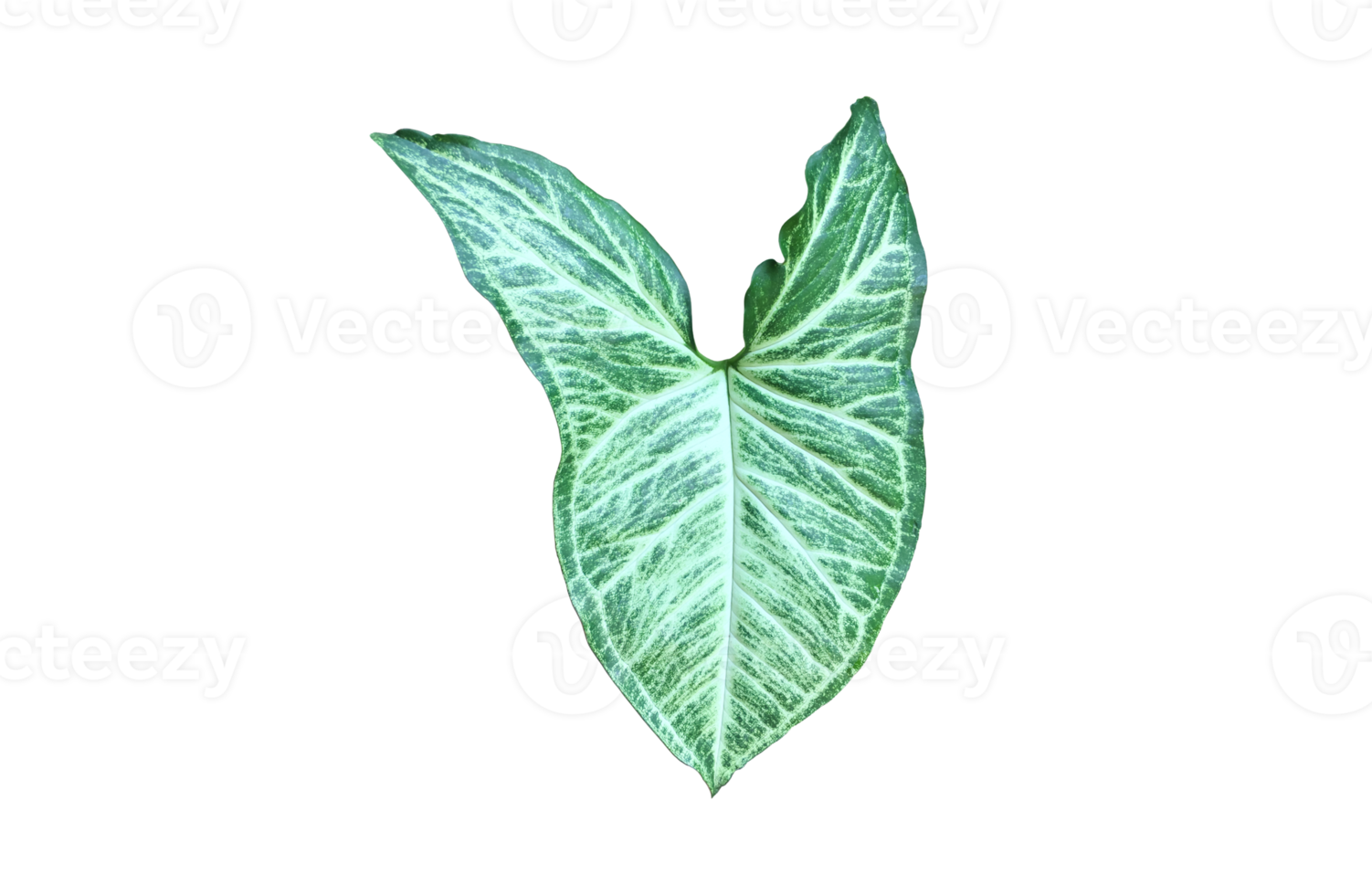 Isolated Alocasia Caladium leaf on white background with transparent background, png