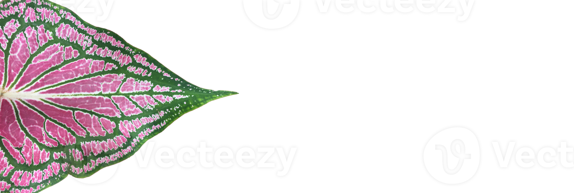 Isolated Alocasia Caladium leaf on white background with transparent background, png