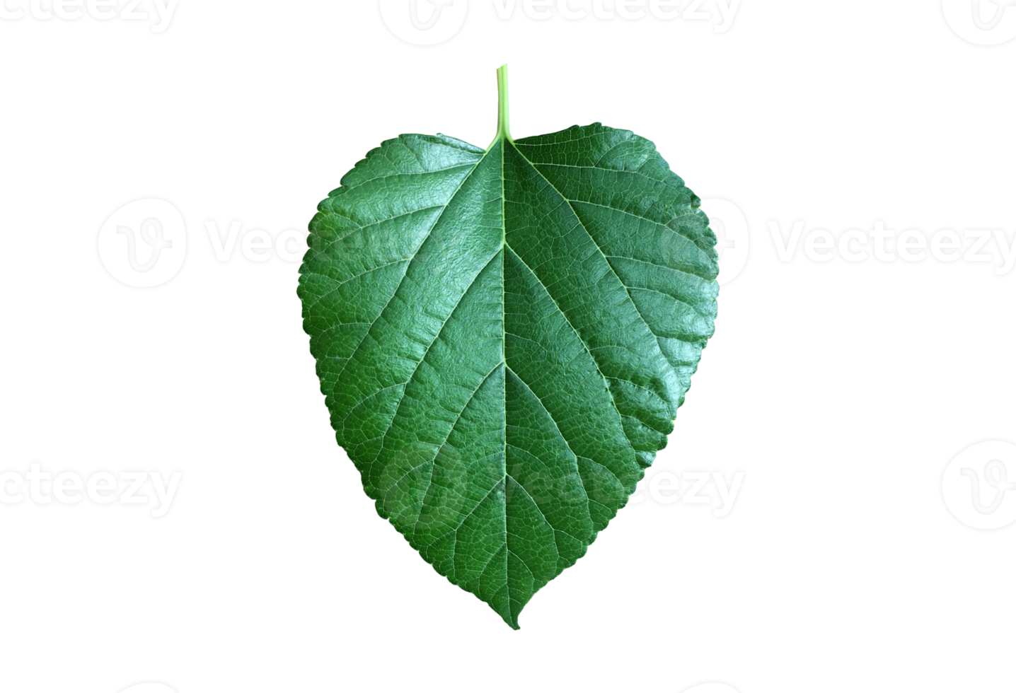 Isolated mulberry leaf with clipping paths. png
