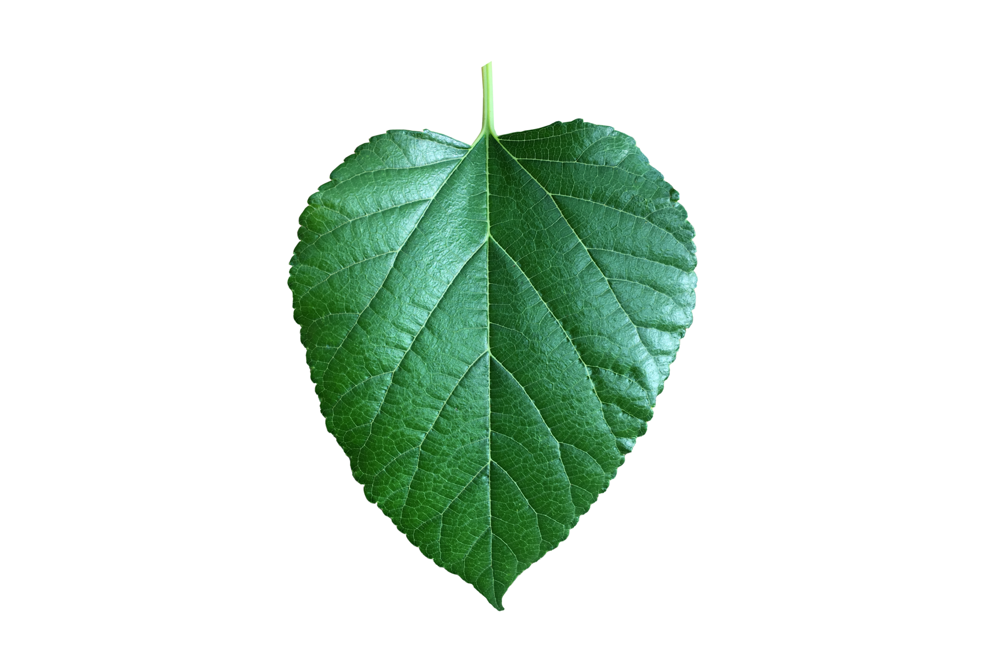 Free hoja de morera aislada con caminos de recorte. 12023566 PNG with ...