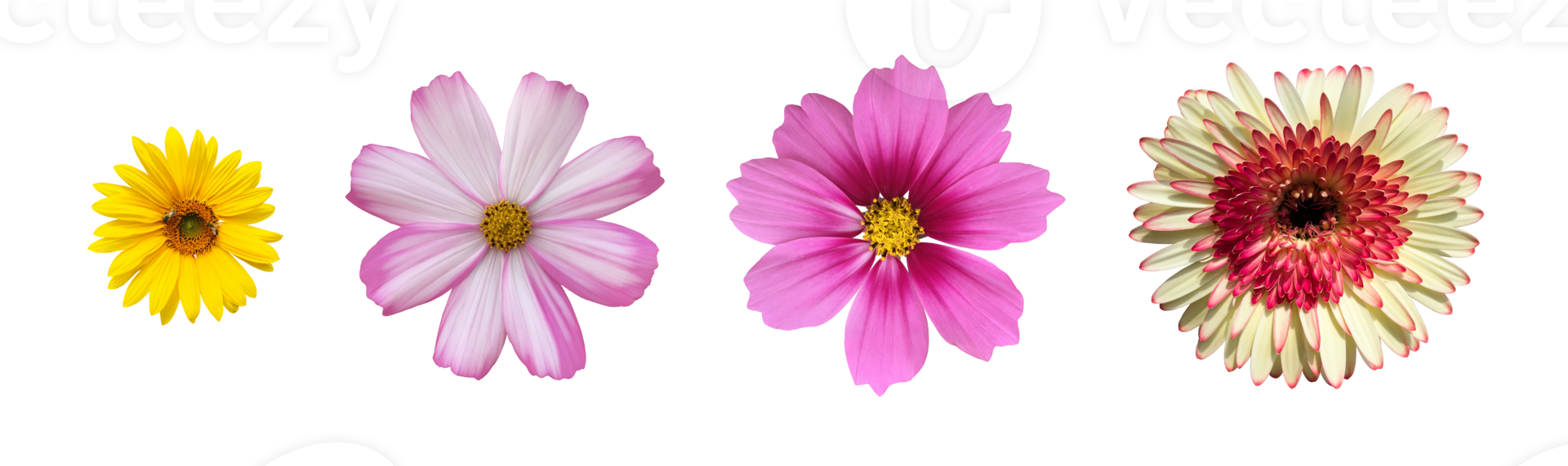 isolated white, purple, yellow and pink cosmos flower with clipping paths. png