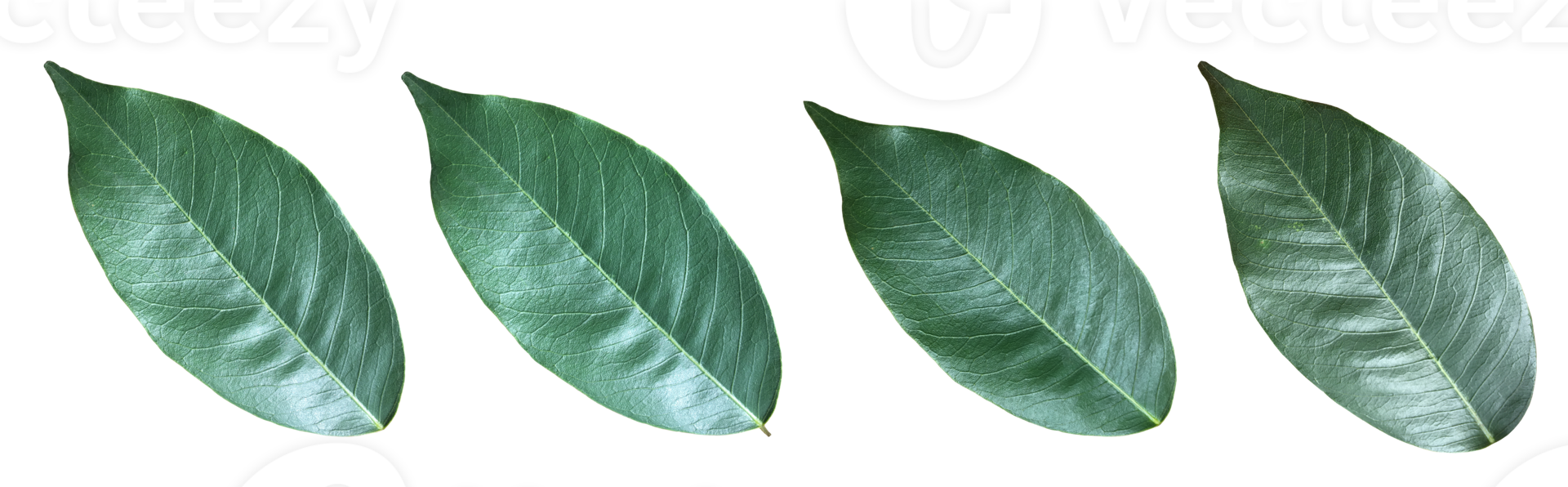 Isolated pterocarpus macrocarpus leaf with clipping paths. png