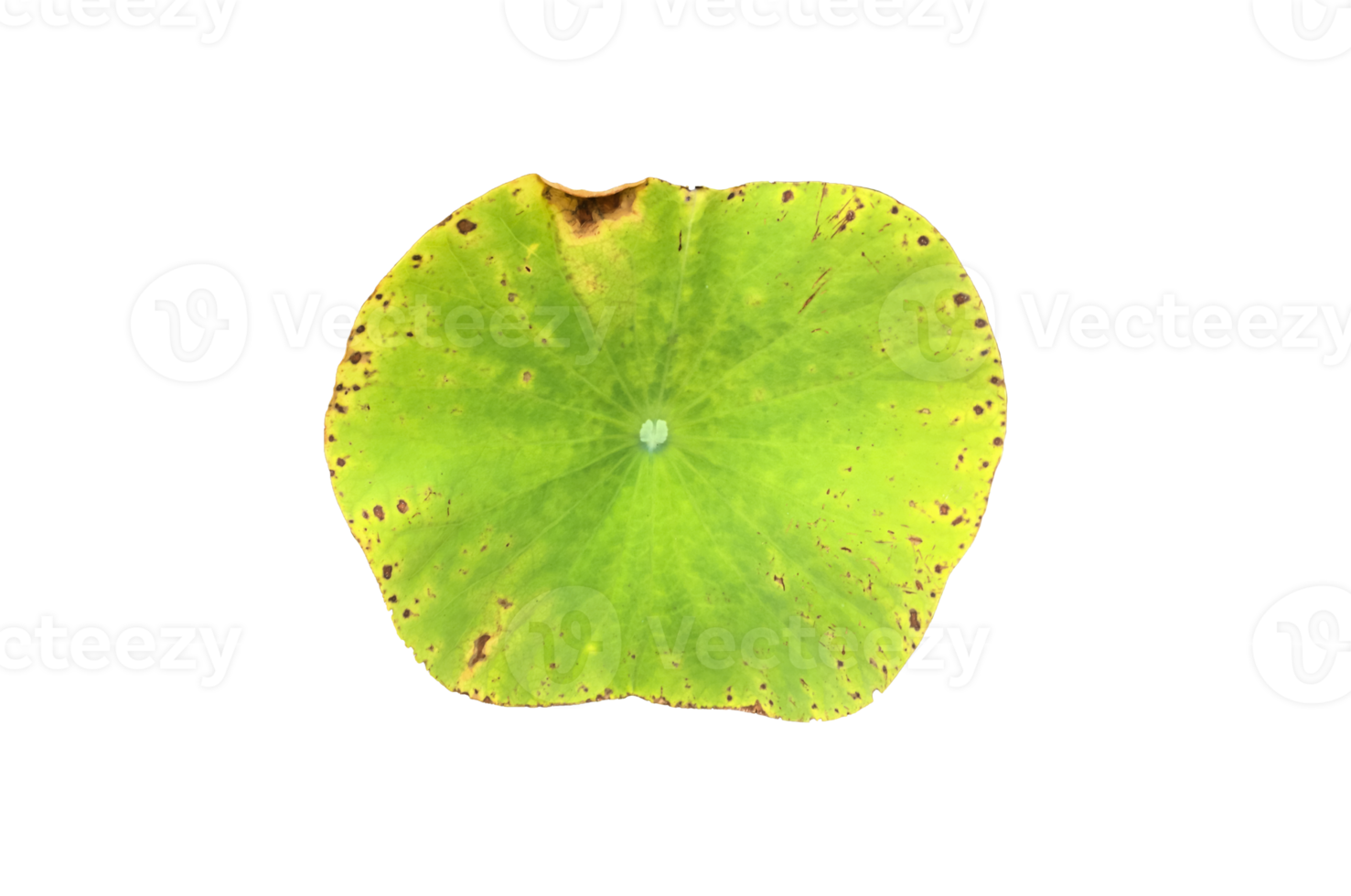 Isolated waterlily or lotus plants with clipping paths. png