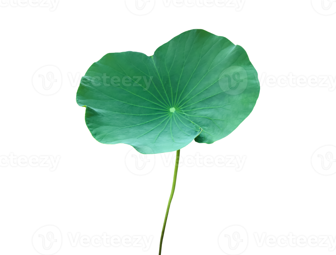 Isolated waterlily or lotus plant with clipping paths. png