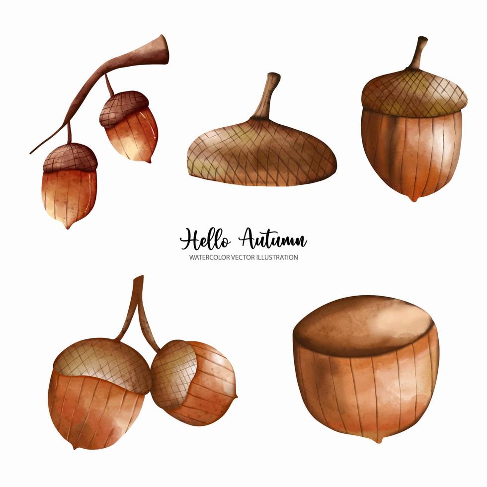 Acorns elements, Watercolor autumn. Autumn or full watercolor vector illustration