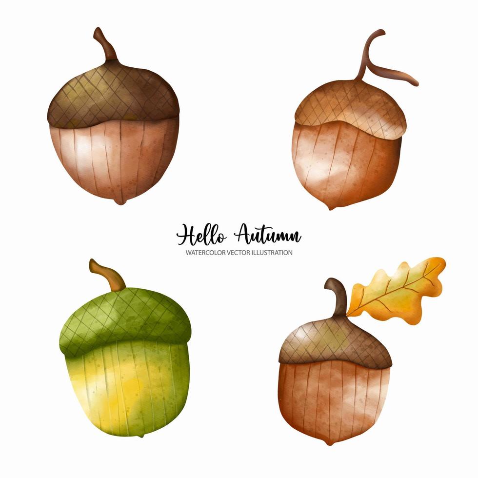 Watercolor autumn oak acorns elements. Autumn or full watercolor vector illustration