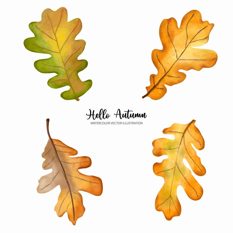 Watercolor autumn oak leaves elements. Autumn or full watercolor vector illustration