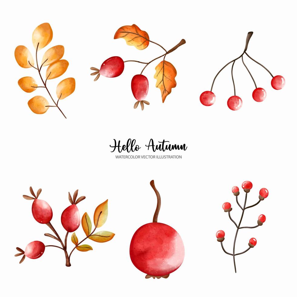 bayas de acebo de otoño. conjunto de acuarela de otoño de arreglos de ramo. ilustración vectorial de acuarela vector