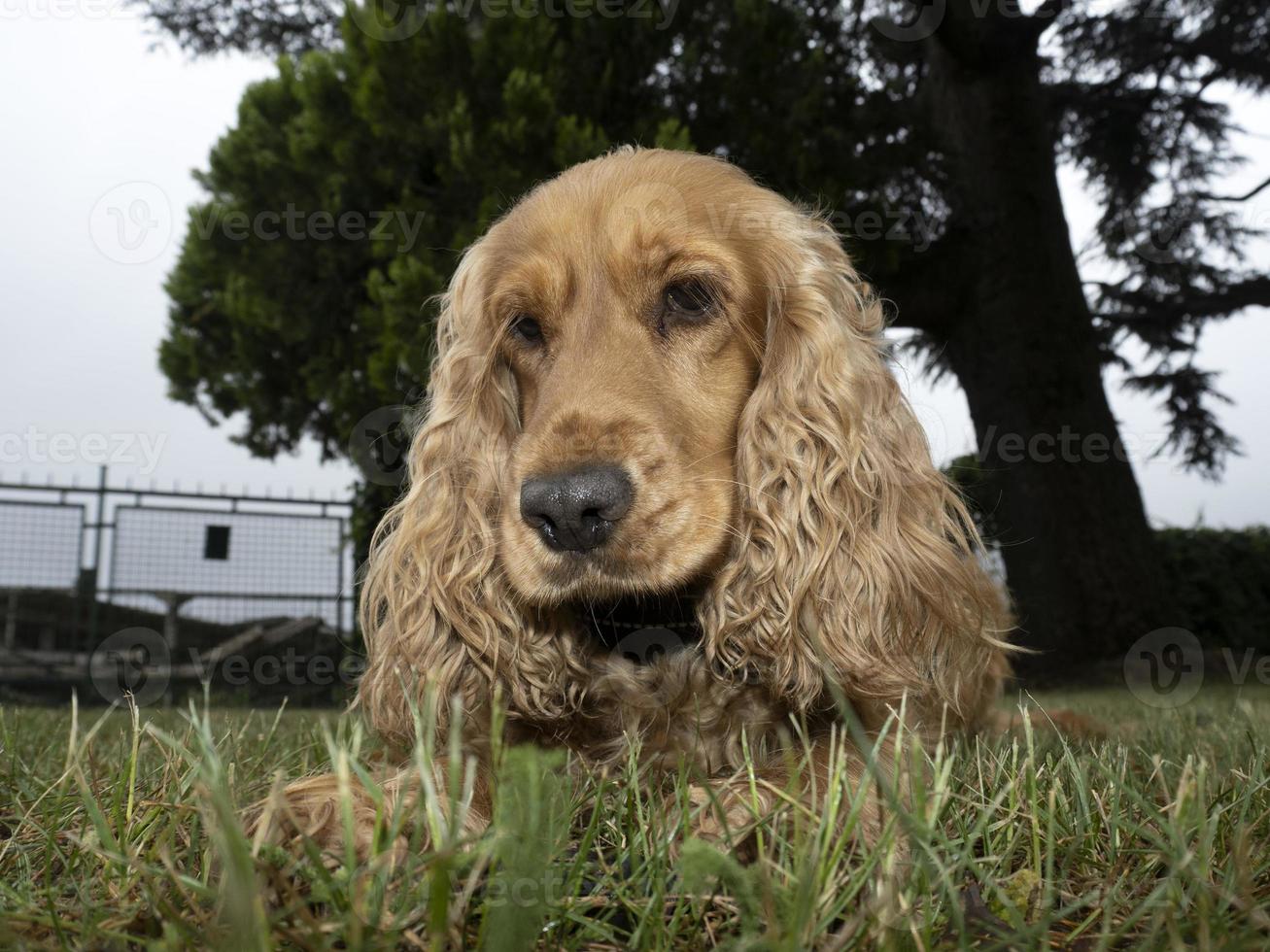 cocker spaniel dog playing photo