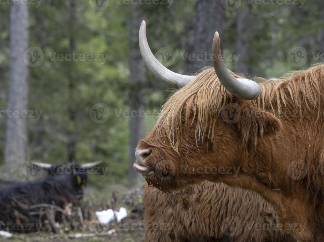 Highlander scotland hairy cow yak detail photo