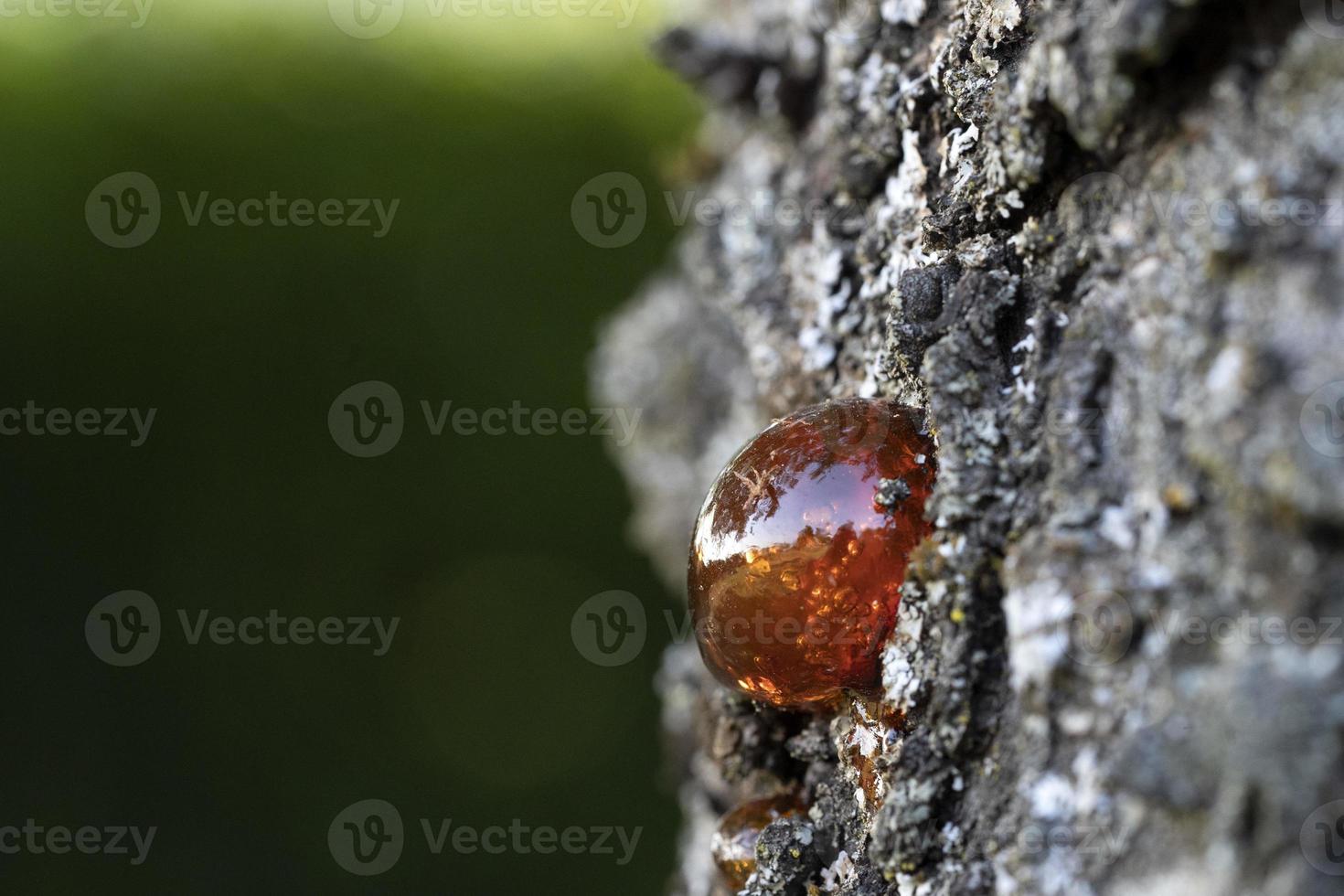 natural tree amber resin macro photo