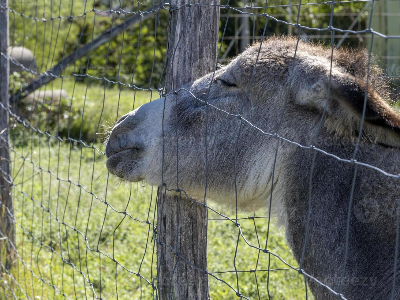 sad donkey prisoner in a cage photo