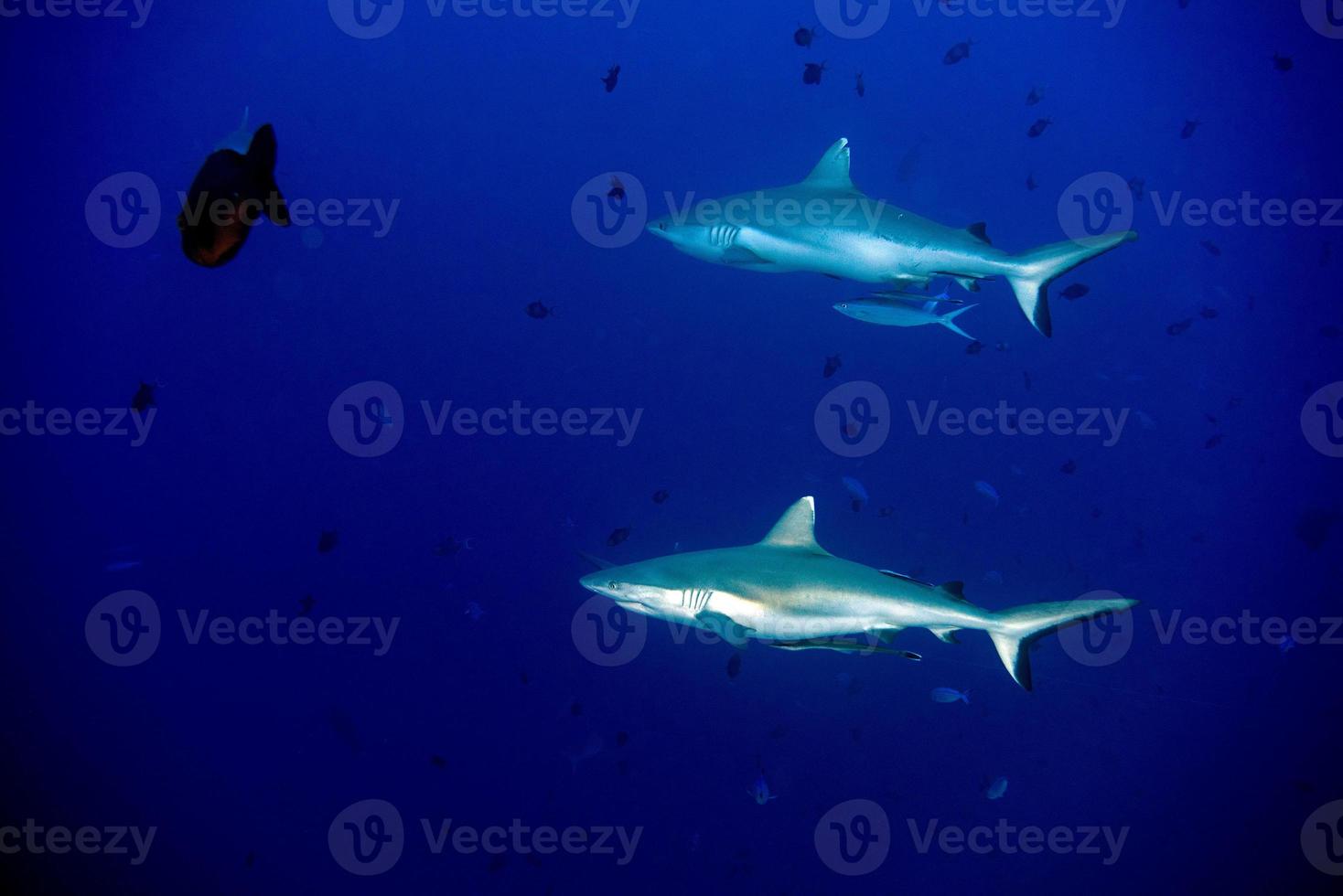 maldives Grey shark ready to attack underwater photo