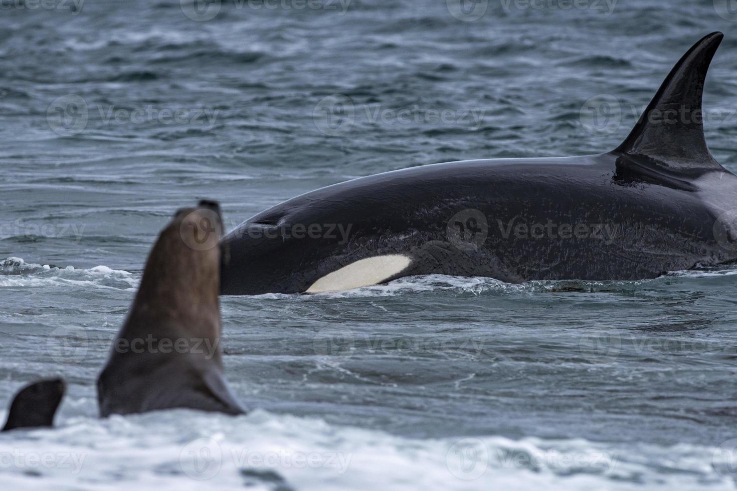 Orca killer whale attack a seal sea lion on the beach 12024338 Stock
