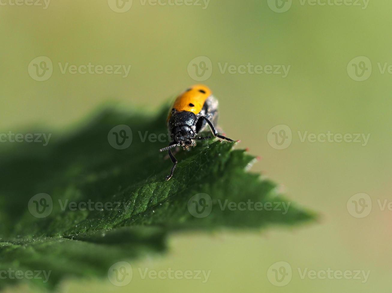escarabajo mariquita en una hoja retrato de primer plano foto