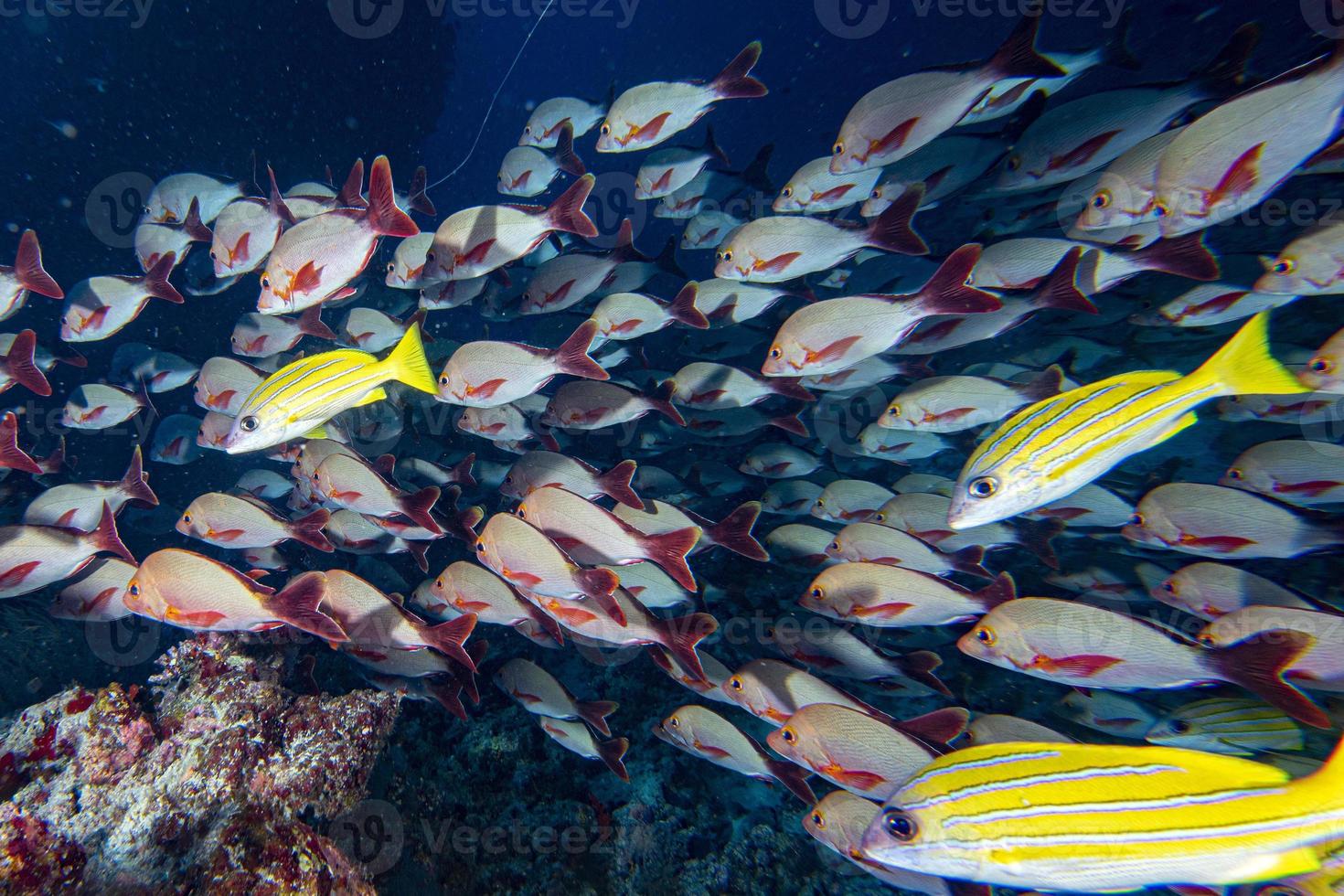 yellow Snapper Lutjanidae while diving maldives photo