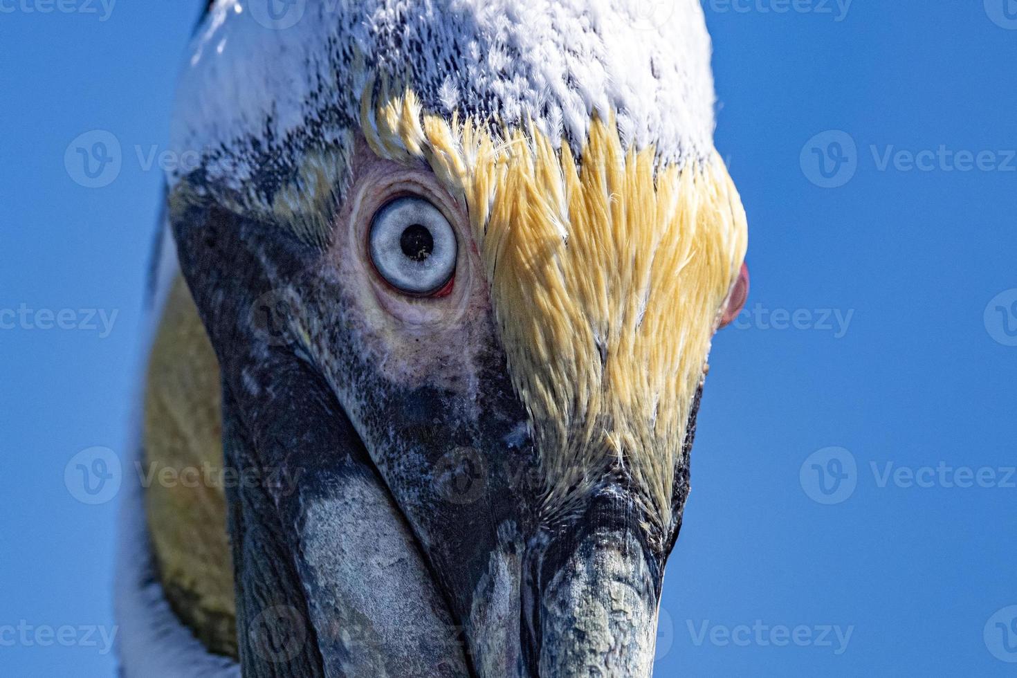 Ojo de pelícano detalle mar de cortez baja california mexico foto