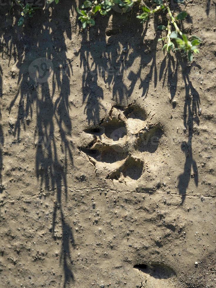 huella de pata de lobo en el barro foto