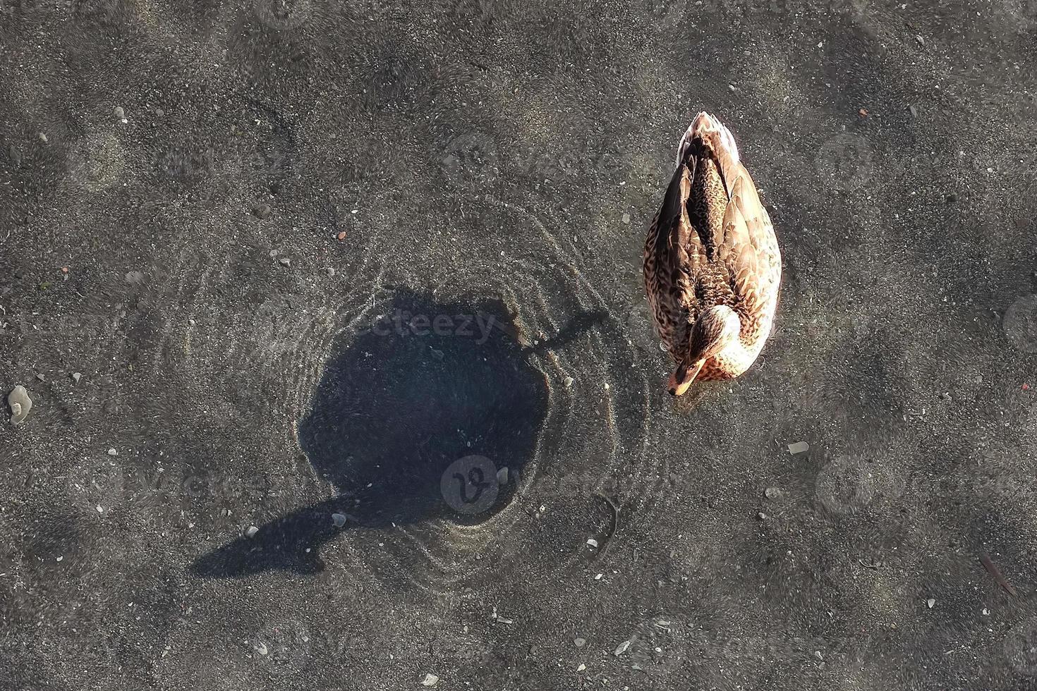 female mallard on water with shadow photo