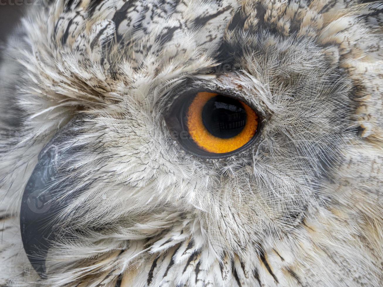 Siberian eagle owl bubo sibiricus close up eyes portrait photo